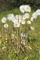 Coltsfoot {Tussilago farfara} showing seed head clocks, growing on arable waste ground, Norfolk, UK, April