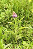 Common spotted orchid {Dactylorhiza fuchsii} growing in wet grazing land, Norfolk, UK, June
