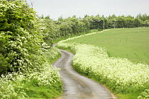 Country lane with Cow Parsley flowering on verges and Hawthorn blossom in hedgerows, Norfolk, UK, May