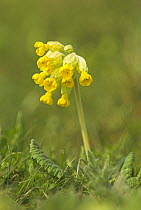 Cowslip {Primula veris} Norfolk, UK, April