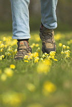Person walking over and damaging mature Cowslip pasture {Primula veris} Norfolk, UK, April
