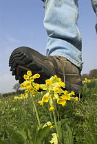 Walking boot about to damage Cowslips {Primula veris} in mature pasture, Norfolk, UK, April