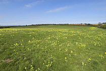 Cowslips {Primula veris} flowering in mature pasture, Norfolk, UK, April