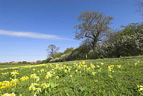 Cowslips {Primula veris} growing in farmland pasture with hedgerow, Norfolk, UK, April