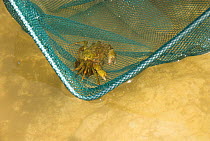 Gilly / Common shore crab {carcinus maenus} in child's rockpooling net, Norfolk, UK, June