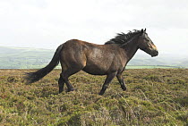 Exmoor Pony, Exmoor National Park, Somerset, UK, May