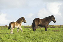 Exmoor Pony and foal, Exmoor National Park, Somerset, UK, May