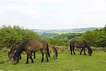 Exmoor Ponies with foal, grazing in Exmoor National Park, Somerset, UK, May