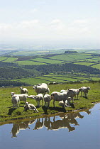 Sheep on Exmoor resting next to drinking pool, Somerset, UK, May