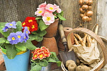 Garden Primula plants {Primula polyanthus} in rustic garden potting shed setting with potatoes and runner bean seed