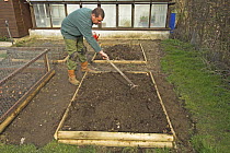 Gardener cultivating vegetable plot in small raised beds in urban garden, spring, Norfolk, UK, March