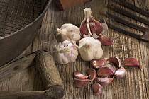 Garlic cloves {Allium sativum} in potting shed, ready for planting, UK