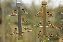 Goldfinches {Carduelis carduelis} feeding on niger seed on garden feeder, UK, January