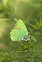 Green hairstreak butterfly {callophrys rubi} at rest on Gorse Bush, UK, may
