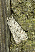 Grey Shoulder Knot moth {Lithophane ornitopus lactipennis} at rest on garden fence, December, UK