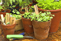 Potting shed bench with Coriander, Basil and Parsley herb seedlings in terracotta pots, plant labels, knife and pencil, UK