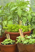 Potting shed bench with Coriander, Basil, Parsley and Tomatoe seedlings in terracotta pots, plant labels, knife and pencil, UK