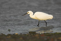 Little egret {Egretta garzetta} wading along estuary coastline with fry in beak, Norfolk, UK