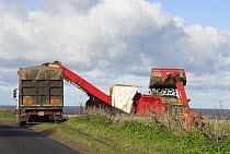Loading up Sugarbeet into lorry on coastal road, North Norfolk, UK