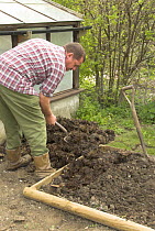 Gardener adding farmyard manure to small raised bed vegetable plot in spring, Norfolk, UK, April