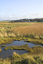 Coastal freshwater marsh with Cley village in background, Norfolk, UK