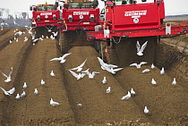 Mechanised soil preparation, (bed forming) for commercial potato crop, with gulls, Norfolk, UK, March