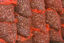 Sacks of graded Mussels {Mytillus sp.} ready for dispatch to market, North Norfolk, UK, February