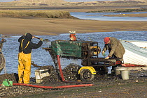 Fishermen grading Mussels {Mytillus sp.} in tidal harbour, Norfolk, UK. July 2006