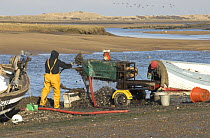 Fishermen grading Mussels {Mytillus sp.} in tidal harbour, Norfolk, UK. July 2006