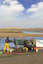 Fishermen grading Mussels {Mytillus sp.} in tidal harbour, Norfolk, UK