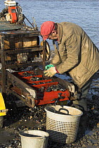 Fisherman grading Mussels {Mytillus sp.} in tidal harbour, Norfolk, UK. July 2006