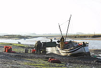 Fisherman grading Mussels {Mytillus sp.} in tidal harbour, Norfolk, UK. July 2006