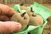 New Potatoes {Solanum tuberosum} being chitted in egg tray, 'Rocket' variety, UK