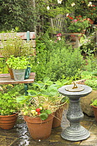 Garden patio with Strawberries and herbs growing in pots, next to garden seat and sundial, UK
