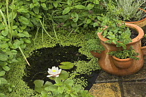 Small patio pond with Water lily and terracotta plant pots, UK