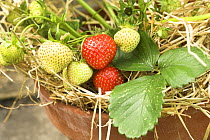Strawberries {Fragaria sp.} 'pegasus' variety, ripening in terracotta planter on patio, UK