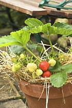 Strawberries {Fragaria sp.} 'pegasus' variety, ripening in terracotta plant pot, on patio, UK