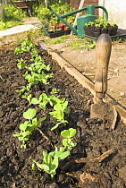 Freshly planted Pea seedlings {Pisum sativum} in small vegetable plot with garden trowel, UK, March