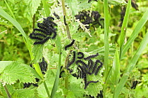 Peacock butterfly {Inachis io} caterpillars feeding on Common nettle {Urtica dioica} Norfolk, UK, June