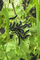 Peacock Butterfly {Inachis io} caterpillars feeding on Common nettle {Urtica dioica} Norfolk, UK, June