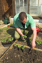 Man planting Broad bean plants {Vicia faba} in biodegradable fibre pots, Norfolk, UK, April
