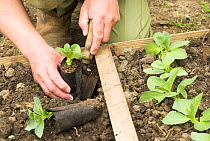 Man planting Broad bean plants {Vicia faba} in biodegradable fibre pots, Norfolk, UK, April
