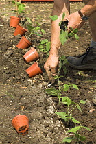 Planting French / Common beans {Phaseolus vulgaris} on allotment, UK, June