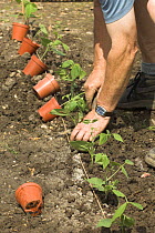 Gardener planting French / Common beans {Phaseolus vulgaris} on allotment, UK, June