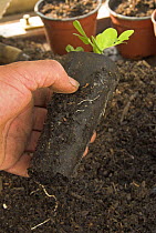 Fibre pot containing Garden Pea plant seedling {Pisum sativum} ready for planting out in vegetable plot, UK, March