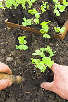 Planting young Pea seedlings {Pisum sativum} in vegetable plot, UK, March Note - grown in fibre pots raised in greenhouse