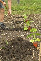 Gardener planting out Pumpkin plants {Curcurbita pepo} 'Kuri' variety on allotment, UK, June