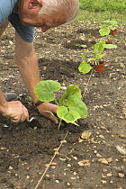 Gardener planting out Pumpkin plants {Curcurbita pepo} 'Kuri' variety on allotment, UK, June