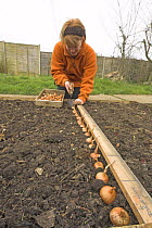 Woman planting line of Shallots {Allium oschaninii} in vegetable plot, Norfolk, UK, March