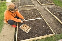 Woman planting Shallots {Allium oschaninii} in small raised bed vegetable plot, Norfolk, UK, March